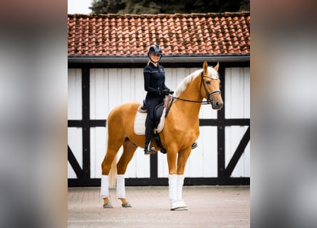 Rheinländer, Wallach, 3 Jahre, 170 cm, Palomino