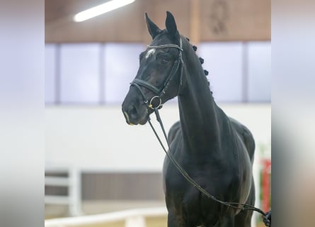 Rheinländer, Wallach, 3 Jahre, Rappe