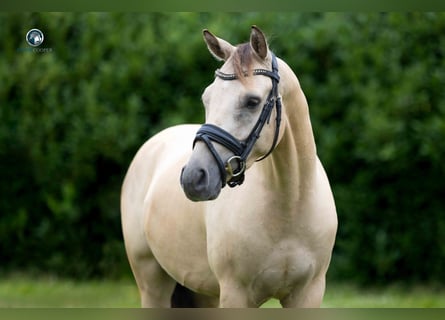 Rheinländer, Wallach, 4 Jahre, 145 cm, Falbe