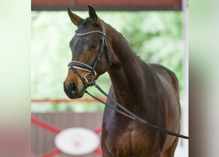 Rheinländer, Wallach, 4 Jahre, 166 cm, Schwarzbrauner