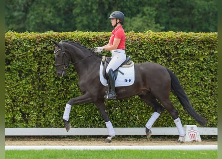 Rheinländer, Wallach, 4 Jahre, 166 cm, Schwarzbrauner