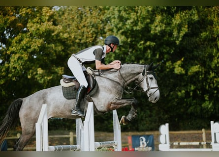 Rheinländer, Wallach, 4 Jahre, 167 cm, Schimmel