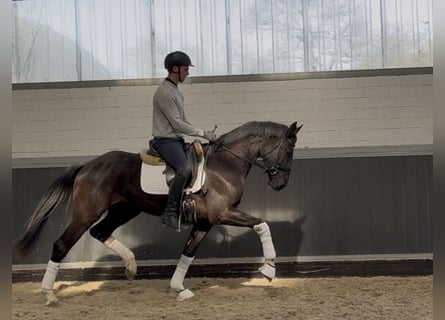 Rheinländer, Wallach, 4 Jahre, 168 cm, Rappe