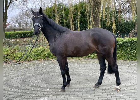 Rheinländer, Wallach, 4 Jahre, 168 cm, Schwarzbrauner