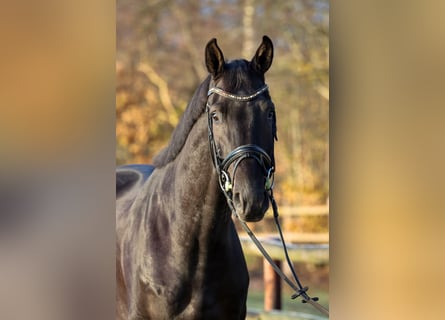 Rheinländer, Wallach, 4 Jahre, 172 cm, Rappe