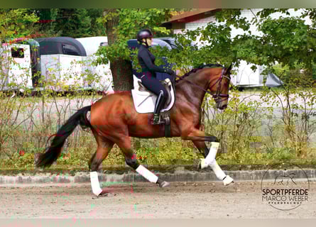 Rheinländer, Wallach, 4 Jahre, 177 cm, Brauner