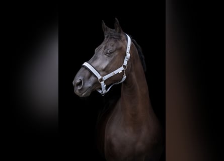 Rheinländer, Wallach, 4 Jahre, Rappe