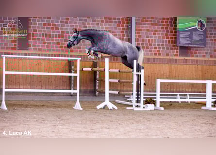 Rheinländer, Wallach, 4 Jahre, Schimmel