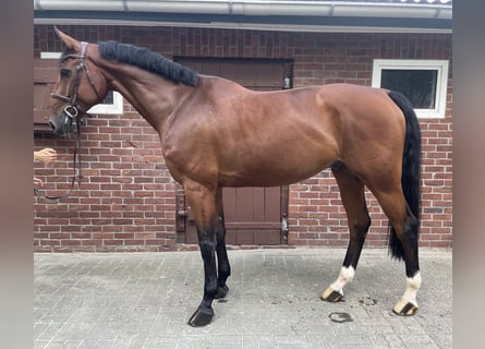 Rheinländer, Wallach, 5 Jahre, 169 cm, Brauner