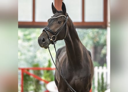 Rheinländer, Wallach, 5 Jahre, 177 cm, Brauner