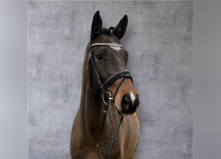 Rheinländer, Wallach, 6 Jahre, 164 cm, Dunkelbrauner