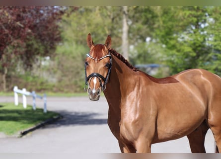 Rheinländer, Wallach, 6 Jahre, 168 cm, Fuchs
