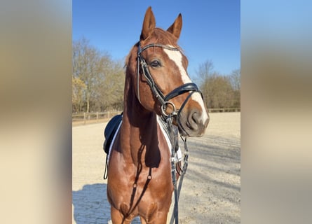 Rheinländer, Wallach, 6 Jahre, 172 cm, Dunkelfuchs