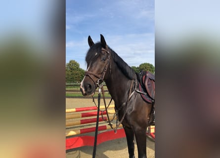 Rheinländer, Wallach, 7 Jahre, 167 cm, Schwarzbrauner