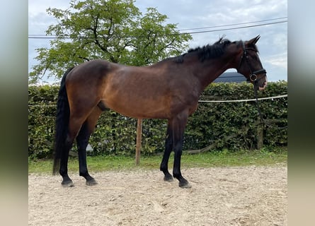 Rheinländer, Wallach, 8 Jahre, 170 cm, Brauner