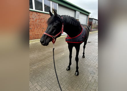 Rheinländer, Wallach, 8 Jahre, 170 cm, Rappe