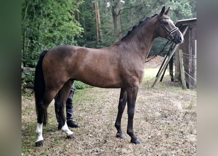 Rheinländer, Wallach, 8 Jahre, 172 cm, Brauner