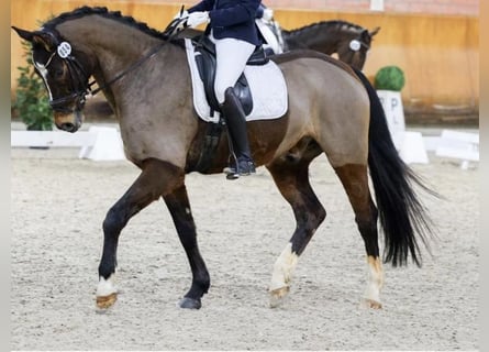 Rheinländer, Wallach, 8 Jahre, 172 cm, Dunkelbrauner