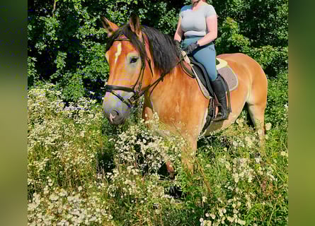 Rhenisch-German Heavy Draft, Gelding, 4 years, 16,2 hh, Brown
