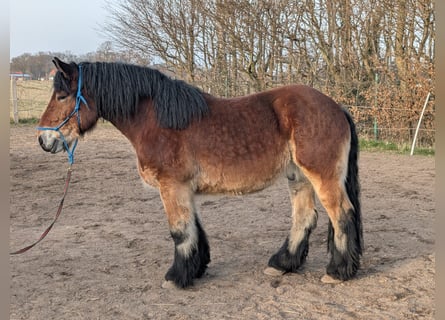 Rhenisch-German Heavy Draft, Gelding, 7 years, 15,2 hh, Brown