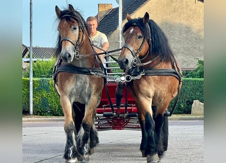 Rhenisch-German Heavy Draft, Gelding, 9 years, 16 hh, Brown