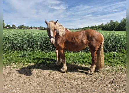 Rhenisch-German Heavy Draft, Mare, 5 years, 16 hh, Chestnut-Red