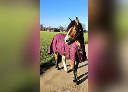 Rhenisch-German Heavy Draft, Mare, 7 years, 16 hh, Brown