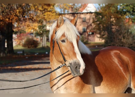 Rhenisch-German Heavy Draft, Stallion, 6 years, 16 hh, Chestnut-Red