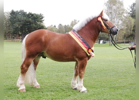 Rhenisch-German Heavy Draft, Stallion, 7 years, 15.3 hh, Chestnut-Red