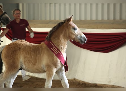 Rhenisch-German Heavy Draft, Stallion, Foal (04/2025), Brown