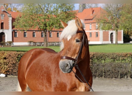 Rhenisch-tysk arbetshäst, Hingst, 7 år, 166 cm, fux