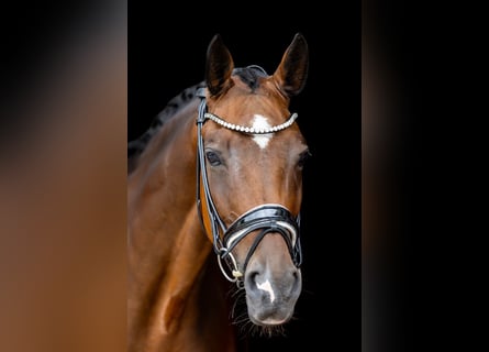 Rhinelander, Gelding, 10 years, 16.3 hh, Brown Rhinelander, Gelding, 10 years, 16.3 hh, Brown