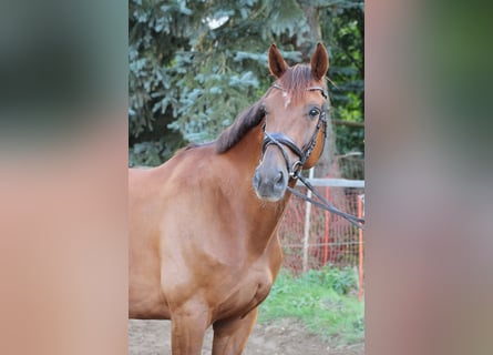 Rheinländer, Wallach, 10 Jahre, 16,3 hh, Fuchs