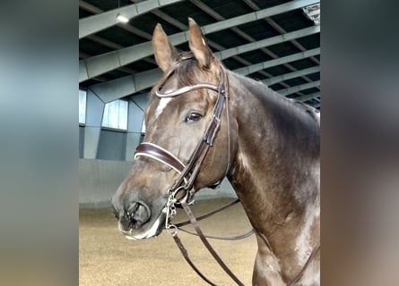 Rhinelander, Gelding, 10 years, 17,1 hh, Chestnut