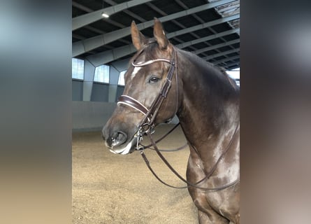 Rhinelander, Gelding, 10 years, 17.1 hh, Chestnut