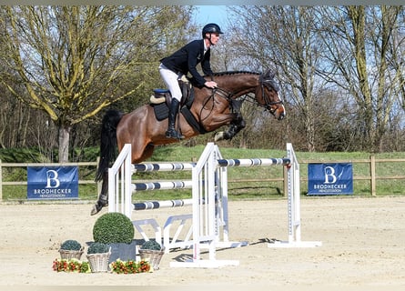 Rhinelander, Gelding, 11 years, 16.1 hh, Brown