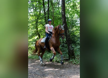 Rhinelander, Gelding, 11 years, 16,3 hh, Chestnut-Red