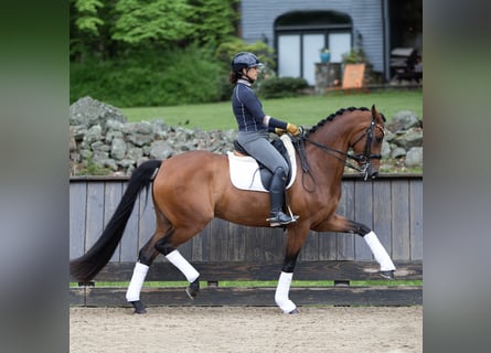 Rhinelander, Gelding, 12 years, 16,1 hh, Brown