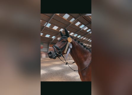 Rhinelander, Gelding, 12 years, 17 hh, Bay-Dark