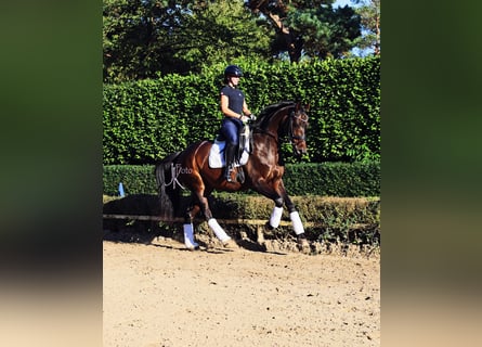 Rhinelander, Gelding, 13 years, 15.2 hh, Smoky-Black Rhinelander, Gelding, 13 years, 15.2 hh, Smoky-Black