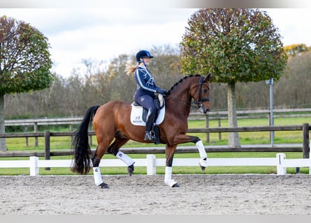 Rhinelander, Gelding, 13 years, 16.1 hh, Brown