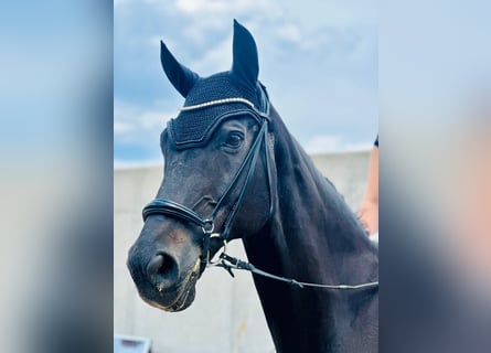 Rhinelander, Gelding, 20 years, 17 hh, Black