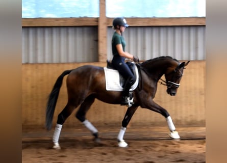 Rhinelander, Gelding, 3 years, 16,1 hh, Smoky-Black