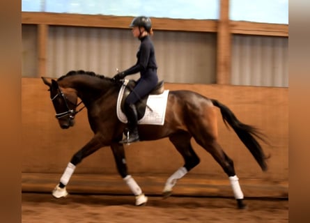 Rhinelander, Gelding, 3 years, 16 hh, Smoky-Black