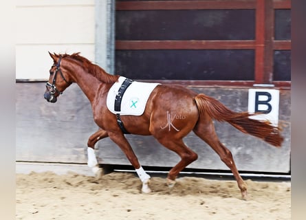 Rhinelander, Gelding, 3 years, 16,2 hh, Chestnut