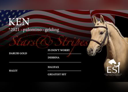 Rhinelander, Gelding, 4 years, 13 hh, Palomino
