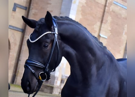 Rhinelander, Gelding, 4 years, 16.3 hh, Black