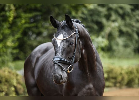 Rheinländer, Wallach, 4 Jahre, 16 hh, Rappe