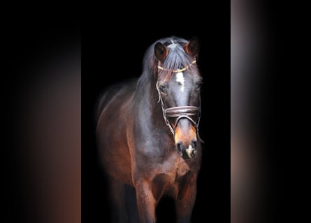 Rhinelander, Gelding, 4 years, 16 hh, Brown