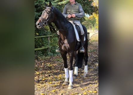 Rheinländer, Wallach, 4 Jahre, 17,1 hh, Brauner